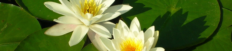 Logo Natur- und Waldschwimmbad Mauthern